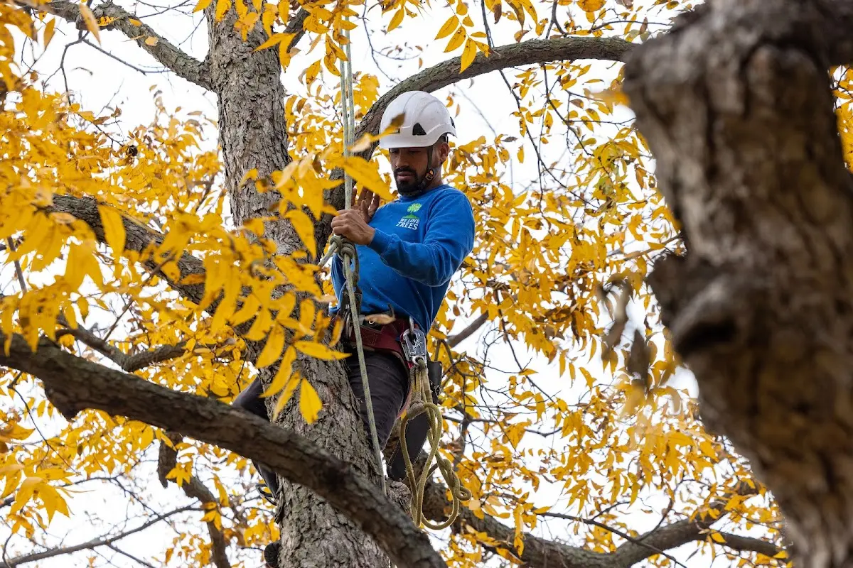 Skilled Tree Pruning crew working in Deer Creek